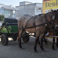 Abominável': Vila Hípica se manifesta sobre agressão a cavalo em