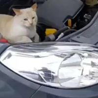 Gato é encontrado em motor de carro