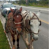 Cavalos são resgatados de maus-tratos no Cidade Nova