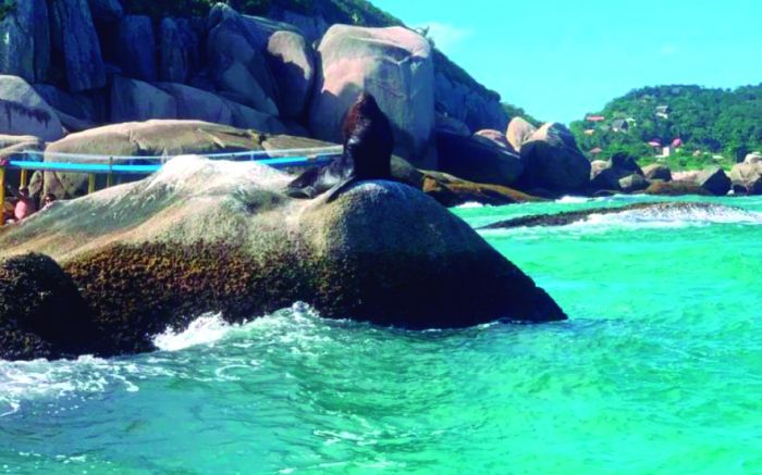 Pedras de Bombinhas são point de leões marinhos nos últimos anos (Foto: Arquivo)