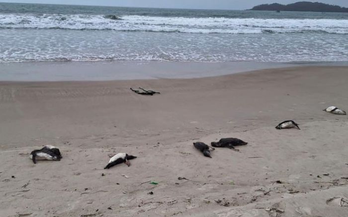 Bichinhos tavam em Mariscal e Bombas  
(Foto: Divulgação)