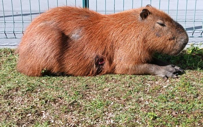 Capivara está na avenida Beira-Rio com um furo na barriga (Foto: Leitor)