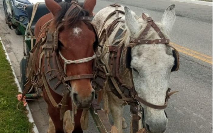 Cavalos eram usados em carroça e o condutor foi levado à delegacia (Foto: Divulgação)