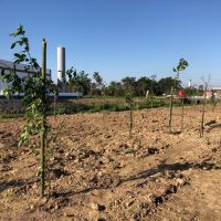 Mais de 350 mudas plantadas em ItajaÍ