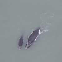 Vídeo: Baleia mamãe apareceu com rede de pesca na cabeça  