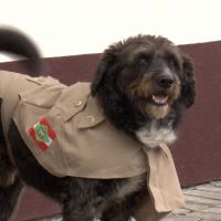 Cinco anos depois: cão que apareceu machucado em batalhão virou PM