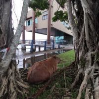 Capivara ferida reaparece e fica sem socorro de novo