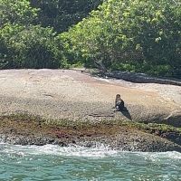 Vídeo: Lobo-marinho dá rolê em Laranjeiras 