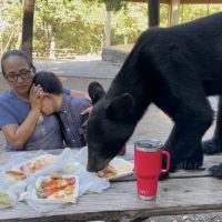 Vídeo: Urso invade piquenique e devora comida em frente à família