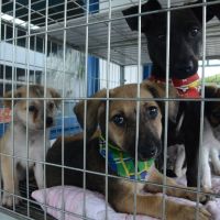 Nova lei cria fila única para castração e microchipagem de pets em Itajaí