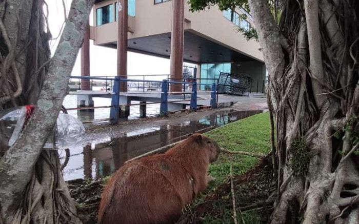 Capivara segue com o mesmo ferimento na barriga
 (Foto: leitor)