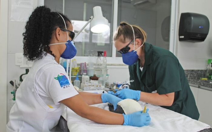 Procedimento é prestado por veterinária e técnicos da Univali de Penha
(foto: divulgação
)