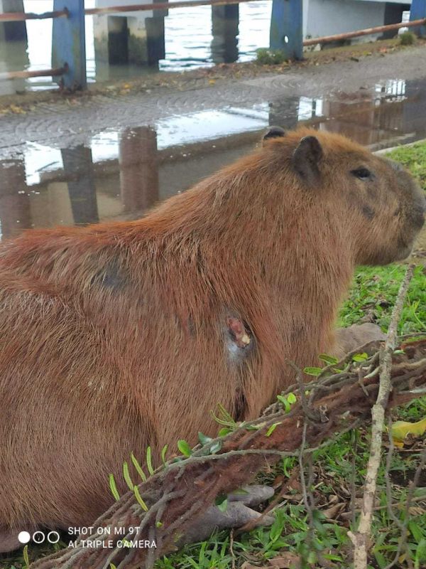 O corpo eu já tenho em 2023  Capivara, Fotos de capivara, Capivaras