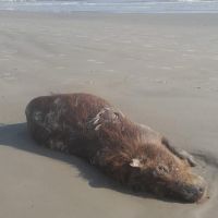Capivara aparece morta na praia Central de Balneário