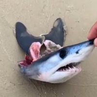 Cabeça do tubarão mais rápido do mundo aparece em praia catarinense