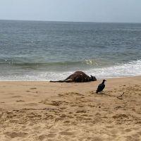 Boi aparece morto na praia do Estaleiro