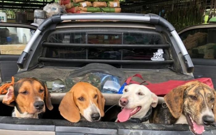 Dez cães foram encontrados judiados  
 (Foto: Divulgação)