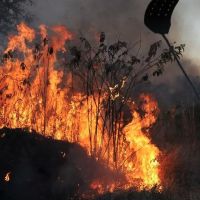Queimadas na Amazônia: por que a floresta está queimando