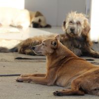 Dois eventos de adoção de pets vão acontecer no finde