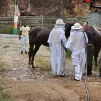 Cavalos são atacados por abelhas em Camboriú