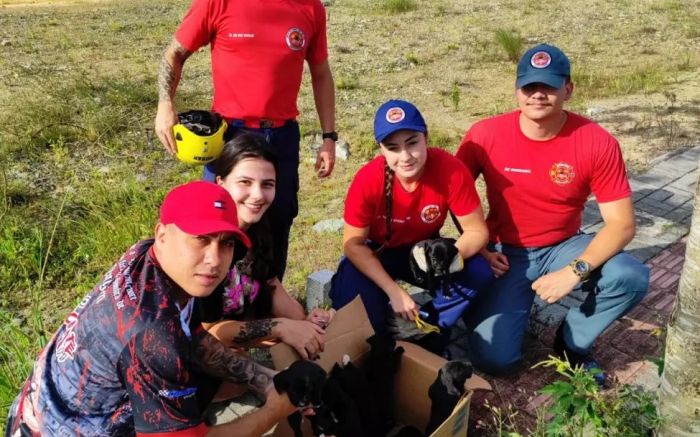 Bombeiros Militares ajudaram a família de cachorros a ver a luz do dia (Foto: Divulgação)