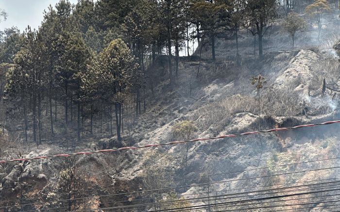 Fogo atingiu área de 5500m² de vegetação
(Foto: Laura Testoni)