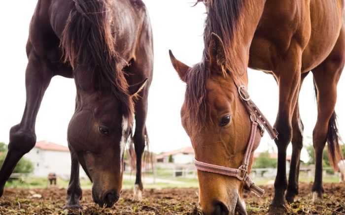 Dois cavalos estão disponíveis pra adoção em Navegantes (Foto: Ilustrativa)