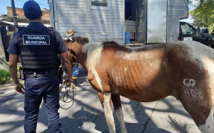 Mulher mentiu dizendo que marido comprou o cavalo
(Foto: Divulgação/Guarda Municipal de Itajaí)