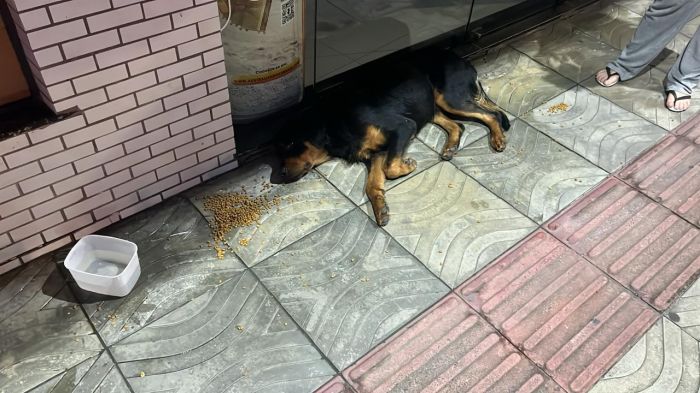 Cachorro chegou a atacar uma senhora que passeava com seu pet

(Fotos: Divulgação/Guarda Municipal de Itajaí)