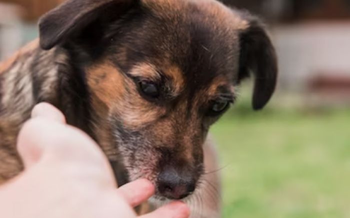 Ação do Vivapark Porto Belo busca famílias para pets resgatados
(Foto: ILustrativa Freepik)