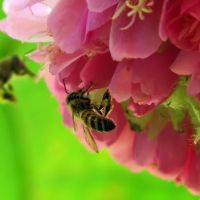 Ibama proíbe pulverização aérea de agrotóxico letal a abelhas, o tiametoxam