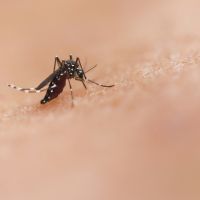Moradora do centro morre de dengue
