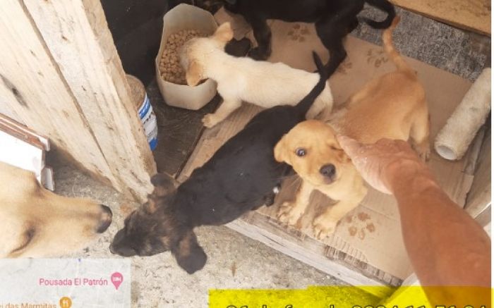 Protetora independente denuncia administração de abrigo animal de Penha (Fotos: Reprodução)
