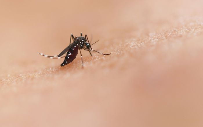 Centro de Navega tem 127 casos de dengue

(Foto: Divulgação PMN)