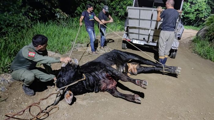 Polícia Militar acredita que o animal estava ferido há dias no mato (Foto: Divulgação)