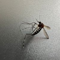 Cinco dicas para você se recuperar melhor da dengue