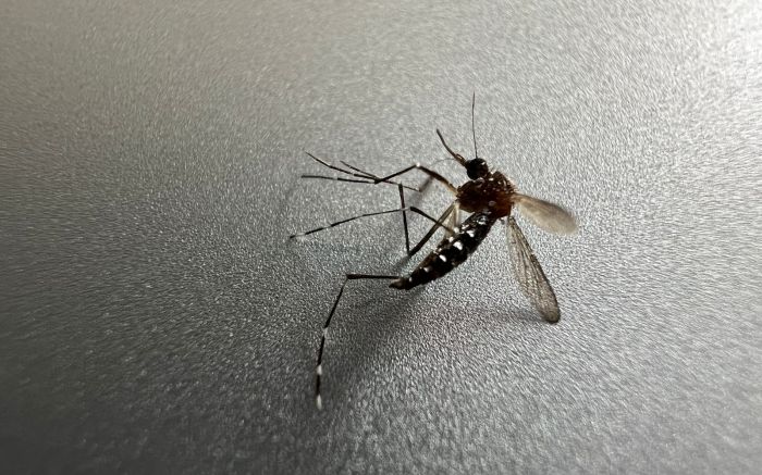Cinco dicas para você se recuperar melhor da dengue (Foto: Arquivo DIARINHO/Fabrício Pitella)