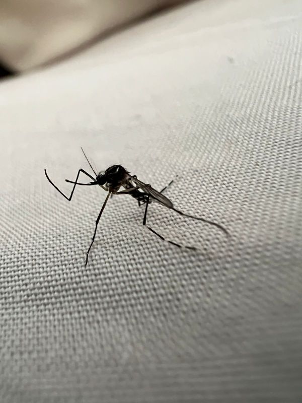 Mosquito da dengue já picou 3848 pessoas em Itajaí (foto: Fabrício Pitella)