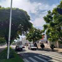 Obras do binário da avenida Marcos Konder podem condenar 90 árvores  
