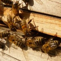 Enxame de abelhas é retirado de creche de Navegantes