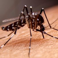 Morador do centro de BC morre de dengue aos 34 anos  