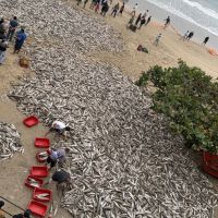 Pescadores capturam quase 30 mil tainhas em Bombinhas