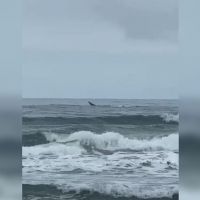 SC registra primeiras visitas de baleias-francas da temporada; veja as imagens  