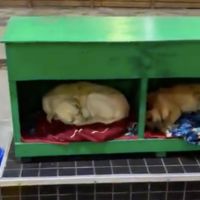 Animais de rua ganham "hotel all-inclusive" em posto de gasolina 