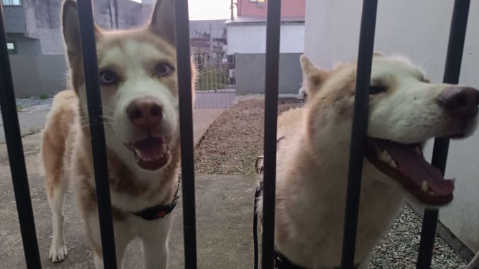 Cães da raça husky precisam de um lar
 (Foto: Divulgação)
