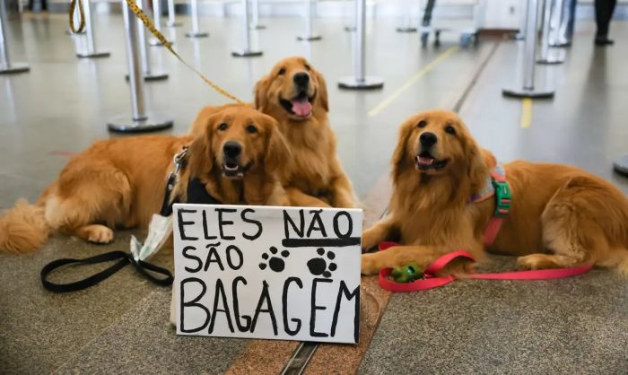 Caso Joca motiva novas regras pro transporte de pets em aviões  
 (Foto: Fábio Rodrigues-Pozzebom - Agência Brasil)