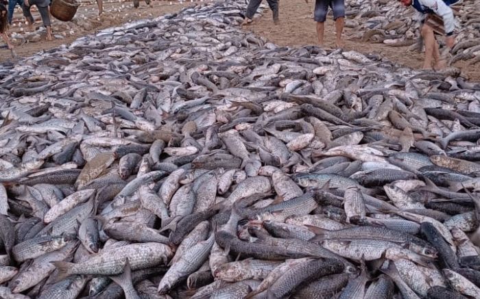 Pescaria virou atração na quinta-feira de Corpus Christi (Foto: Divulgação )