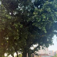 Morador de BC vai poder solicitar que prefeitura plante árvore na sua calçada  