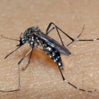 Balneário Camboriú tem a sétima morte por dengue do ano 