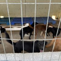 Projeto libera de multa tutor que resgatar animais recolhidos pelo abrigo municipal  